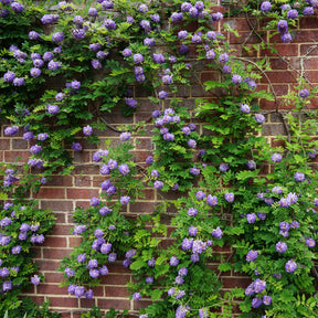 Amerikanischer Blauregen ‘Longwood Purple’ - Willemse