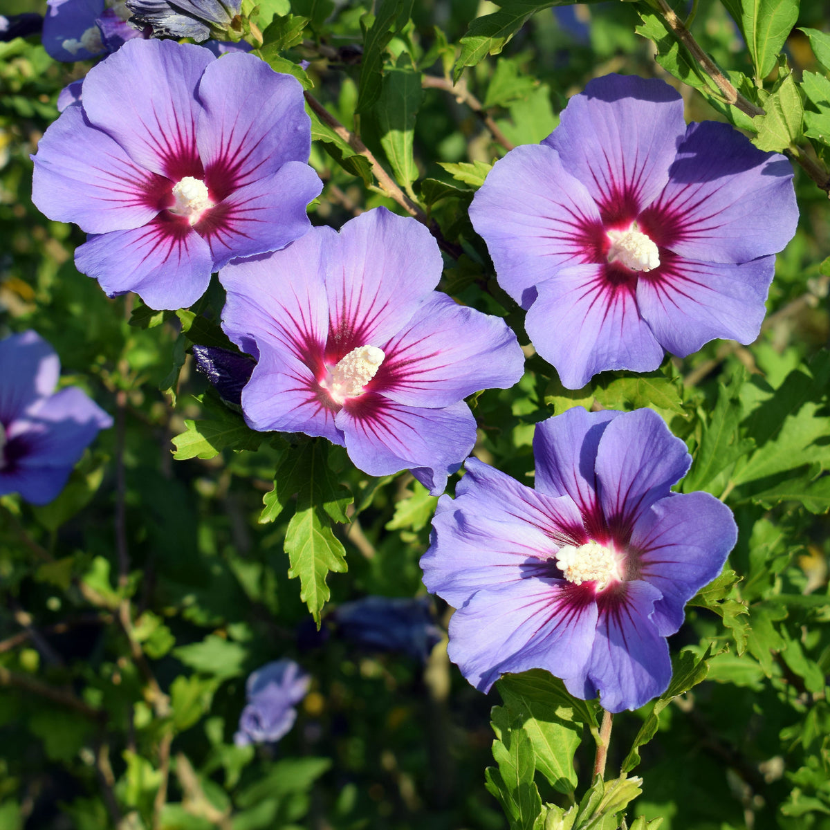 Garteneibisch auf Stamm blau - Willemse