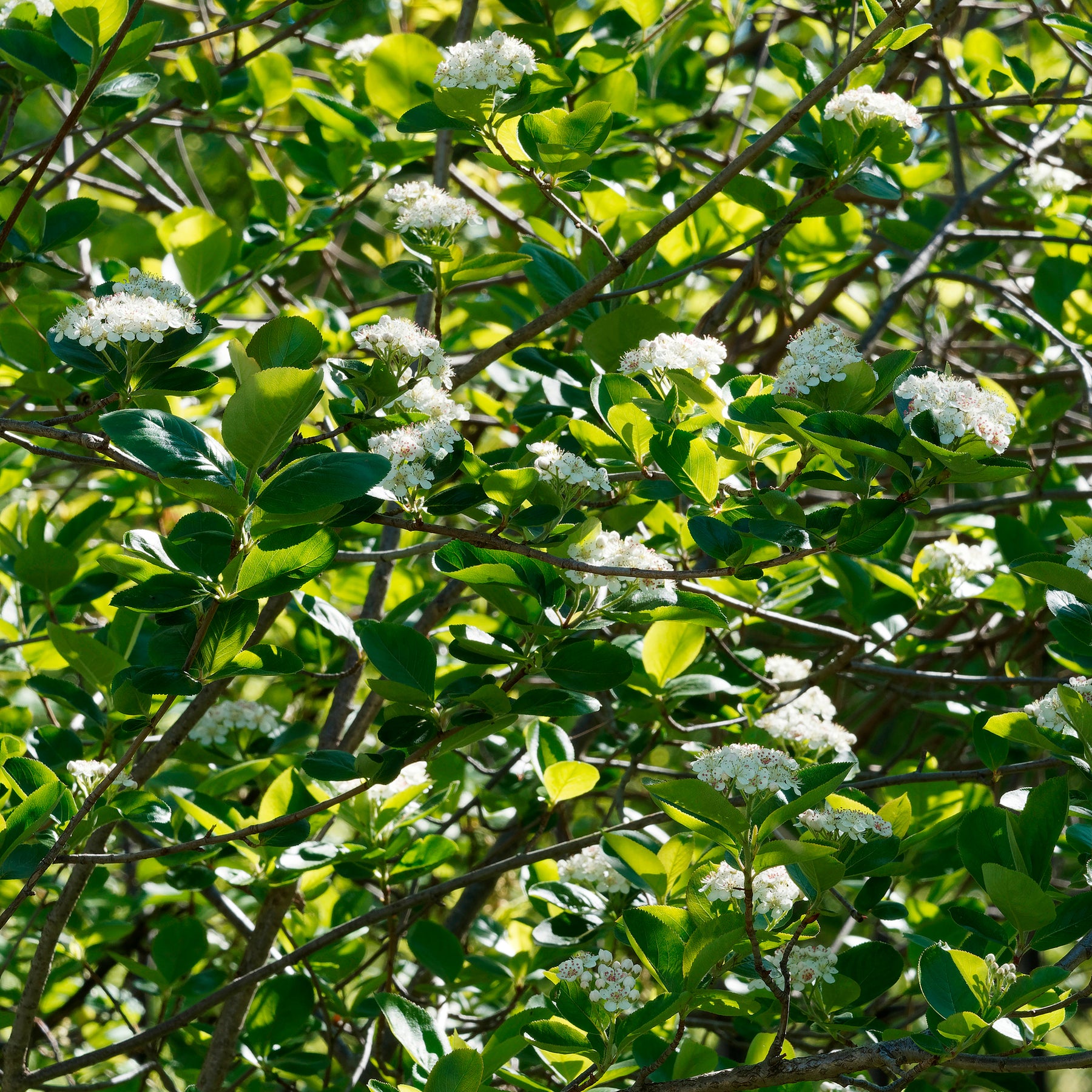Aronia melanocarpa Viking - Apfelbeere Viking - Sträucher