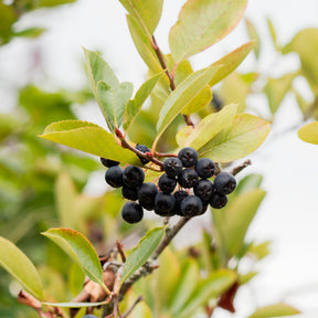 Apfelbeere Viking - Aronia melanocarpa Viking - Willemse