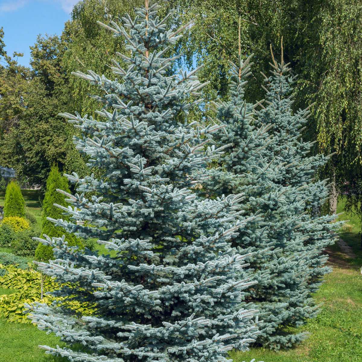 Blaufichte - Picea pungens maculata - Willemse