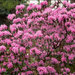Früh-Rhododendron - Willemse