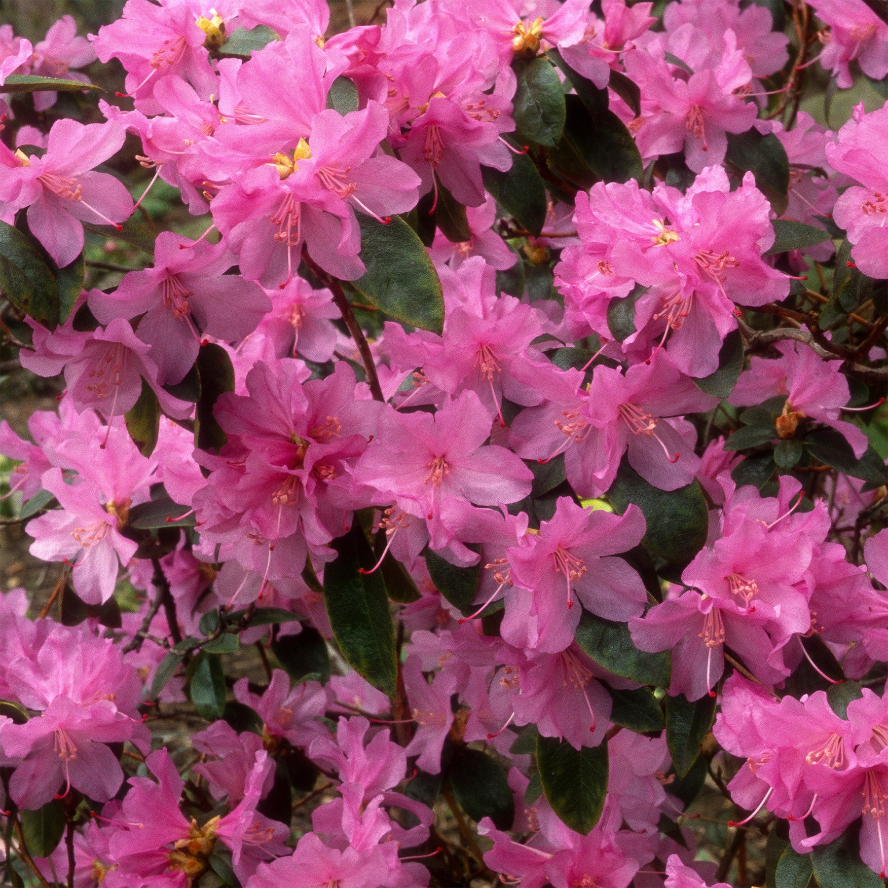 Verkauf Früh-Rhododendron - Rhododendron praecox