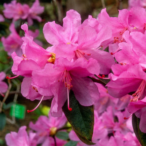 Rhododendron - Früh-Rhododendron - Rhododendron praecox
