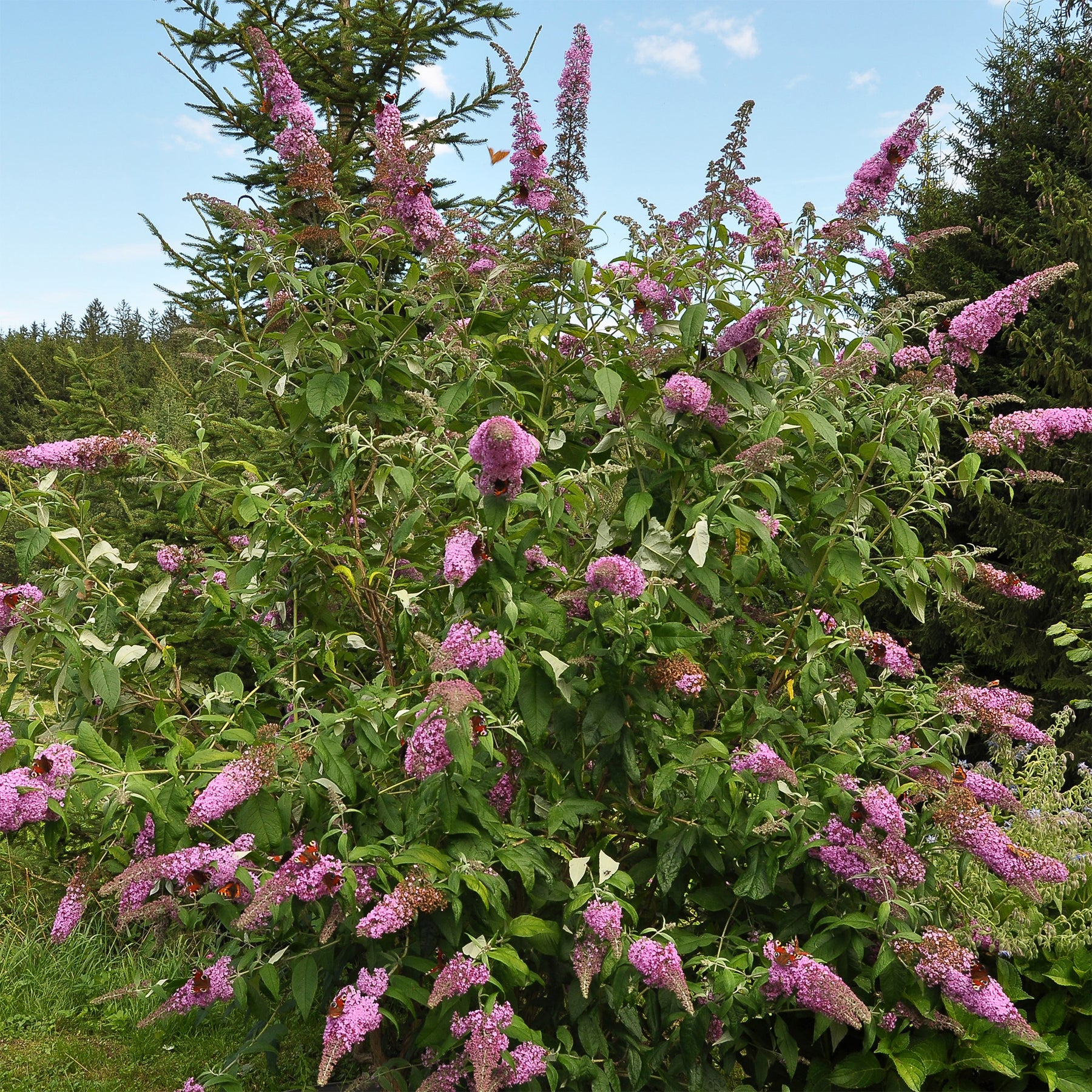 Sommerflieder Flower Power - Buddleja davidii Flower Power - Willemse