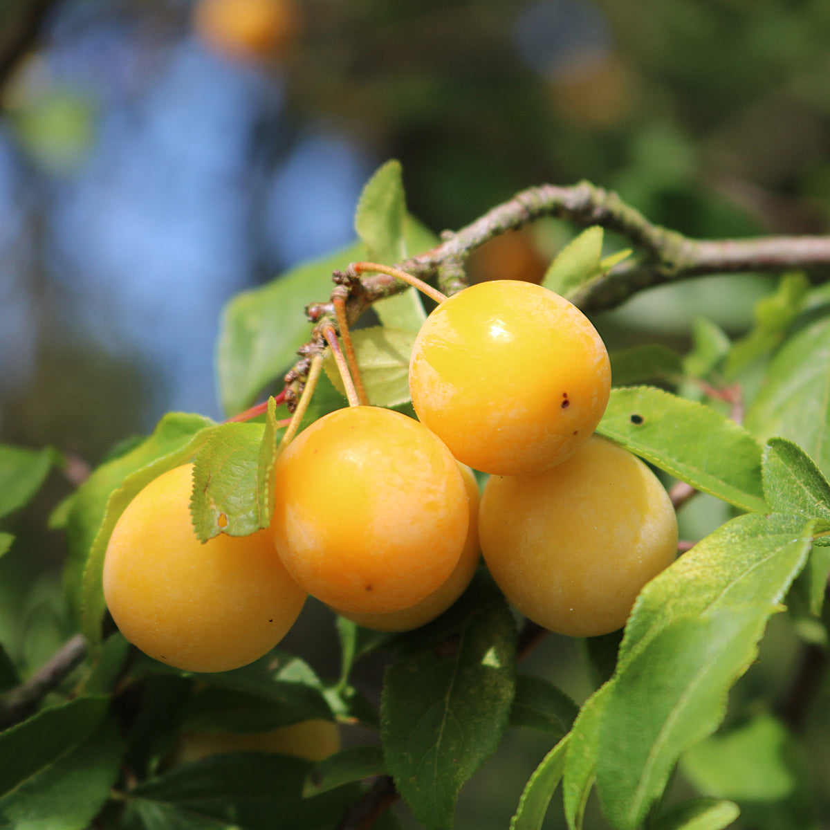 Pflaume Mirabelle von Nancy - Prunus domestica Mirabelle de Nancy - Willemse