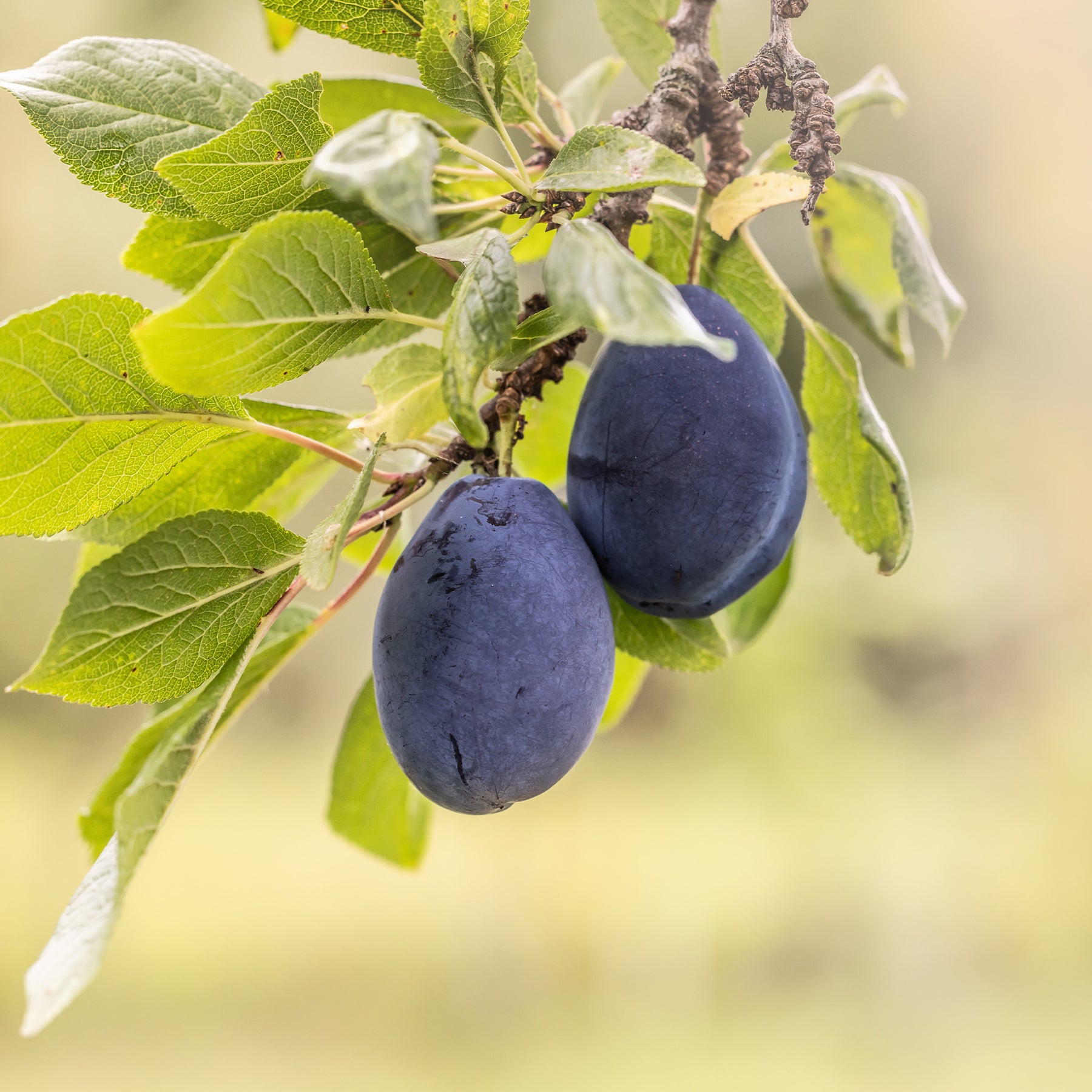 Verkauf Pflaume ‘Quetsche d’Alsace’ - Prunus domestica Quetsche d'Alsace