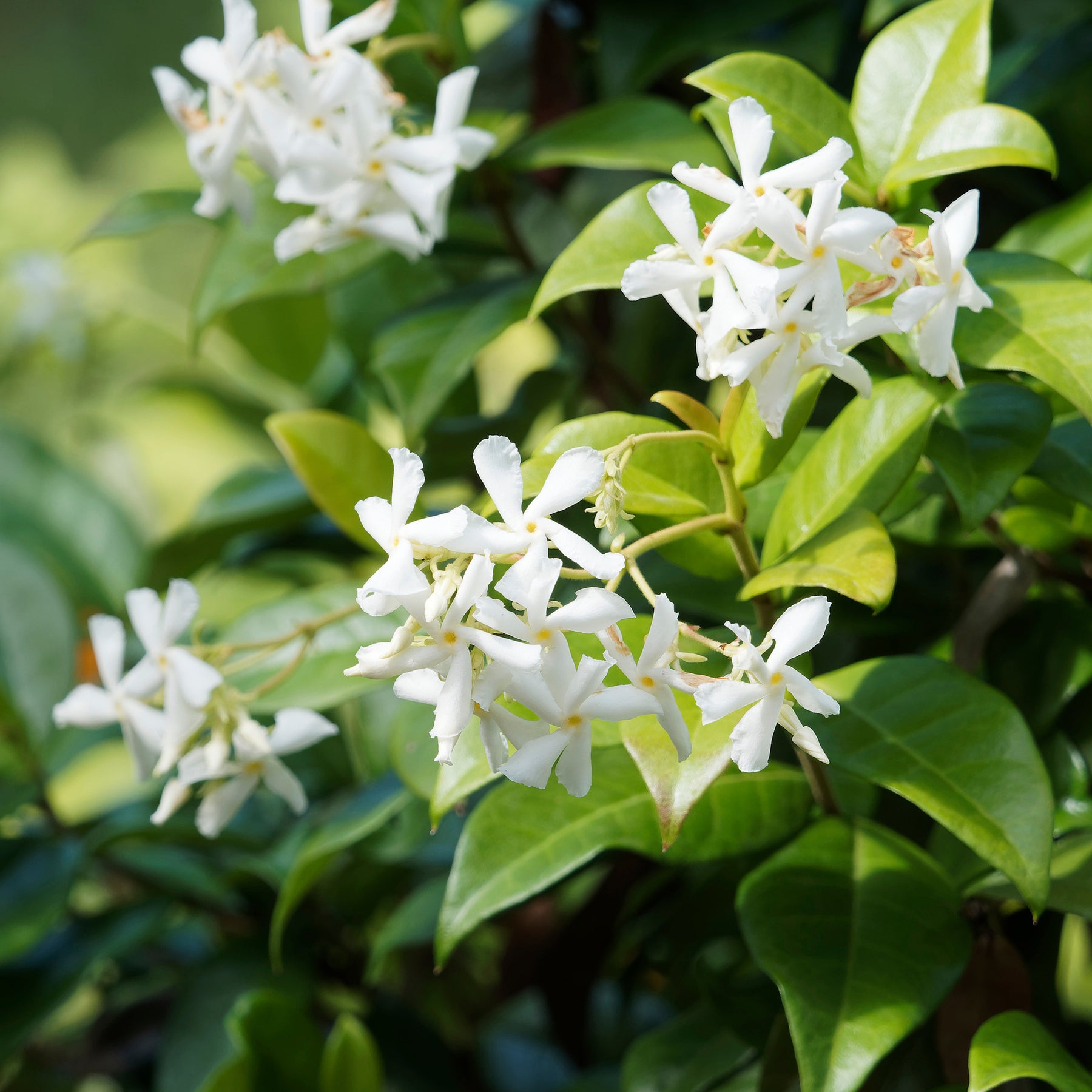 Verkauf Sternjasmin - Trachelospermum jasminoides