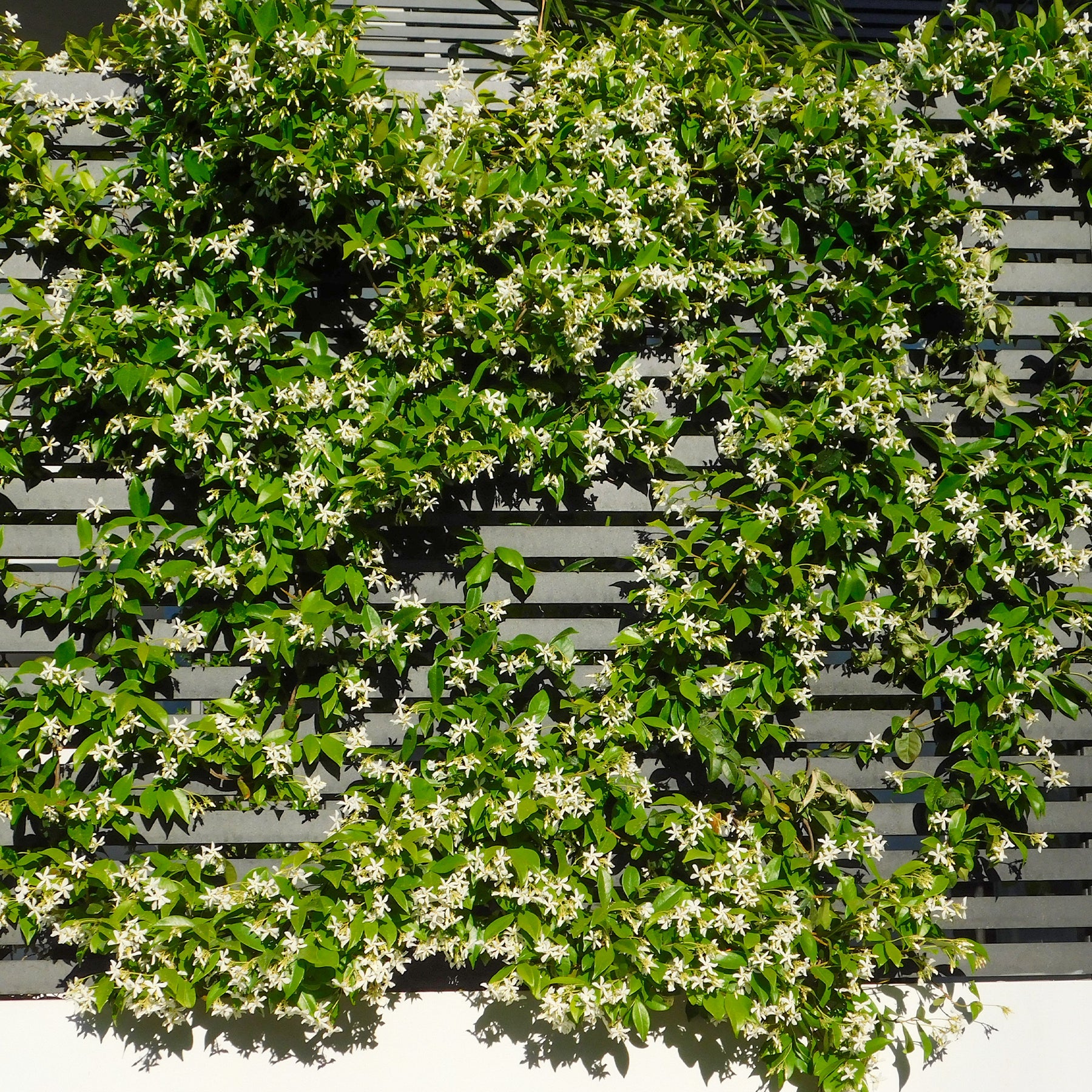 Sternjasmin - Trachelospermum jasminoides - Willemse