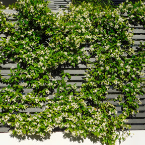 Sternjasmin - Trachelospermum jasminoides - Willemse