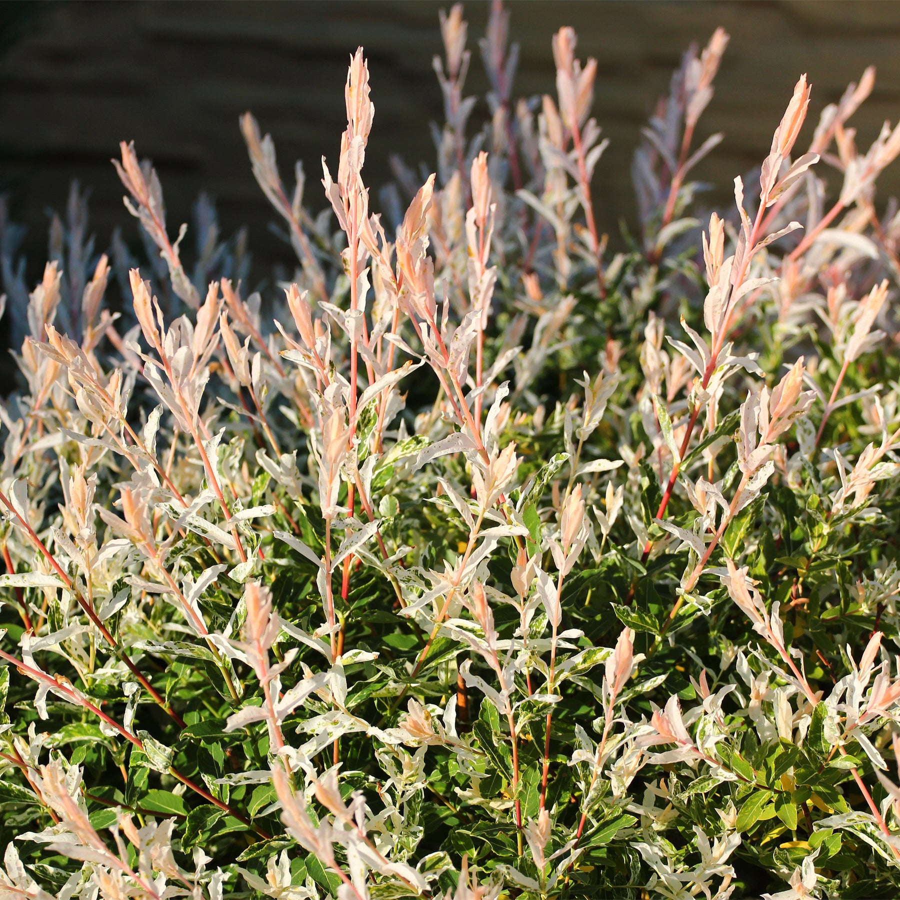 Verkauf Harlekinweide auf Stamm - Salix integra Hakuro Nishiki
