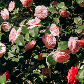 Kamelie William Bartlett - Camellia japonica william bartlett - Willemse