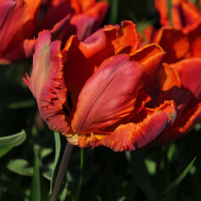 Papagei-Tulpen ‘Blumex’ (x6) - Tulipa blumex - Willemse