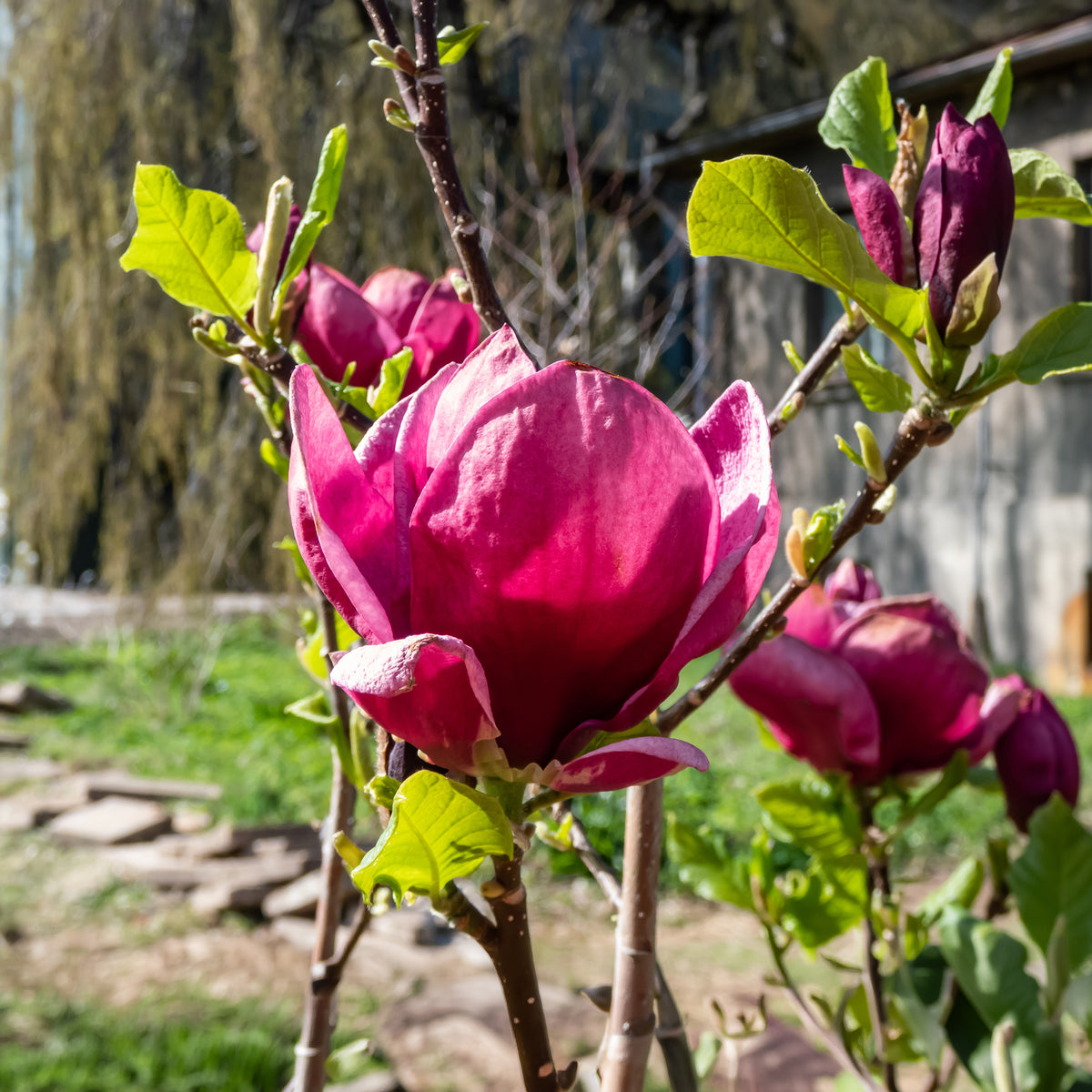 Verkauf Magnolie Genie