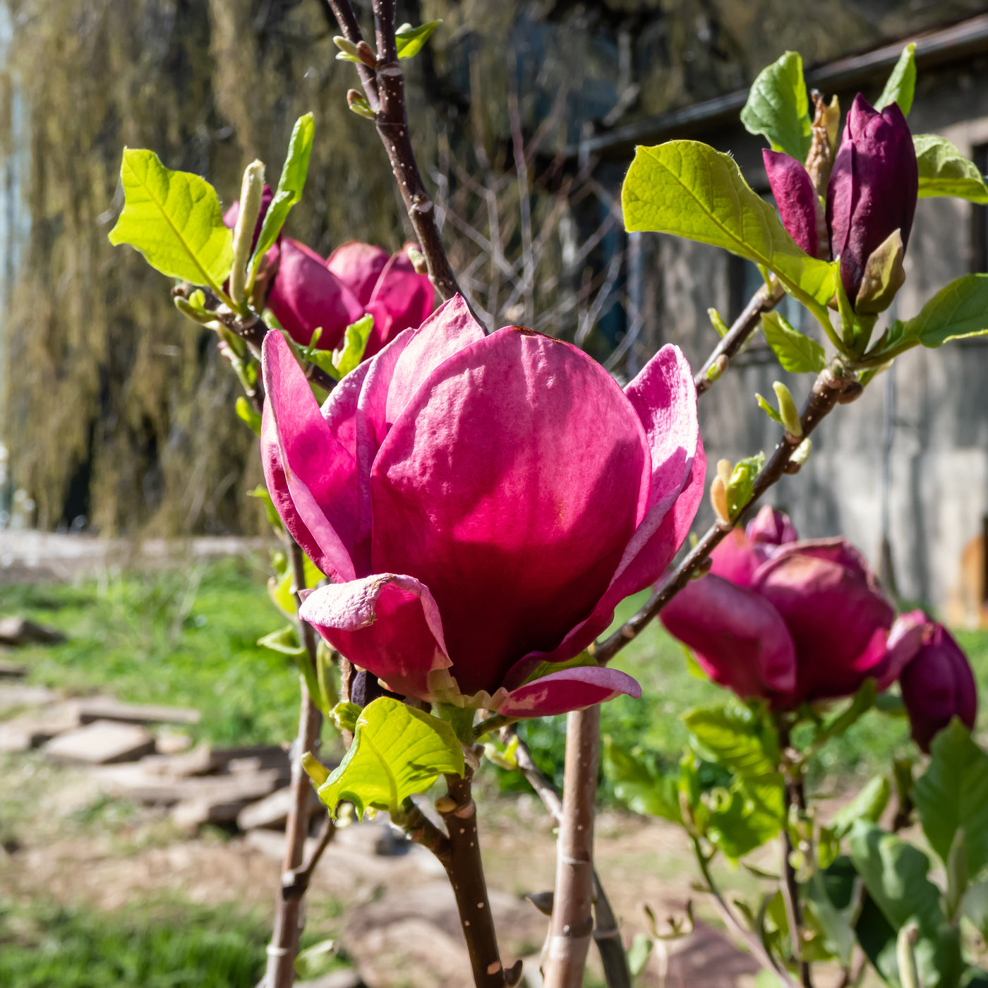 Verkauf Magnolie Genie
