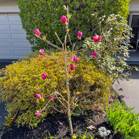 Verkauf Magnolie Genie - Magnolia Genie