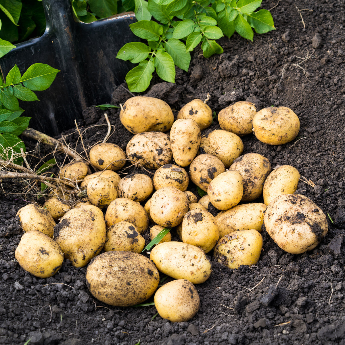 Bio-Kartoffel ‘Blanche’ (x25) - Solanum tuberosum blanche (cn 991131) - Willemse
