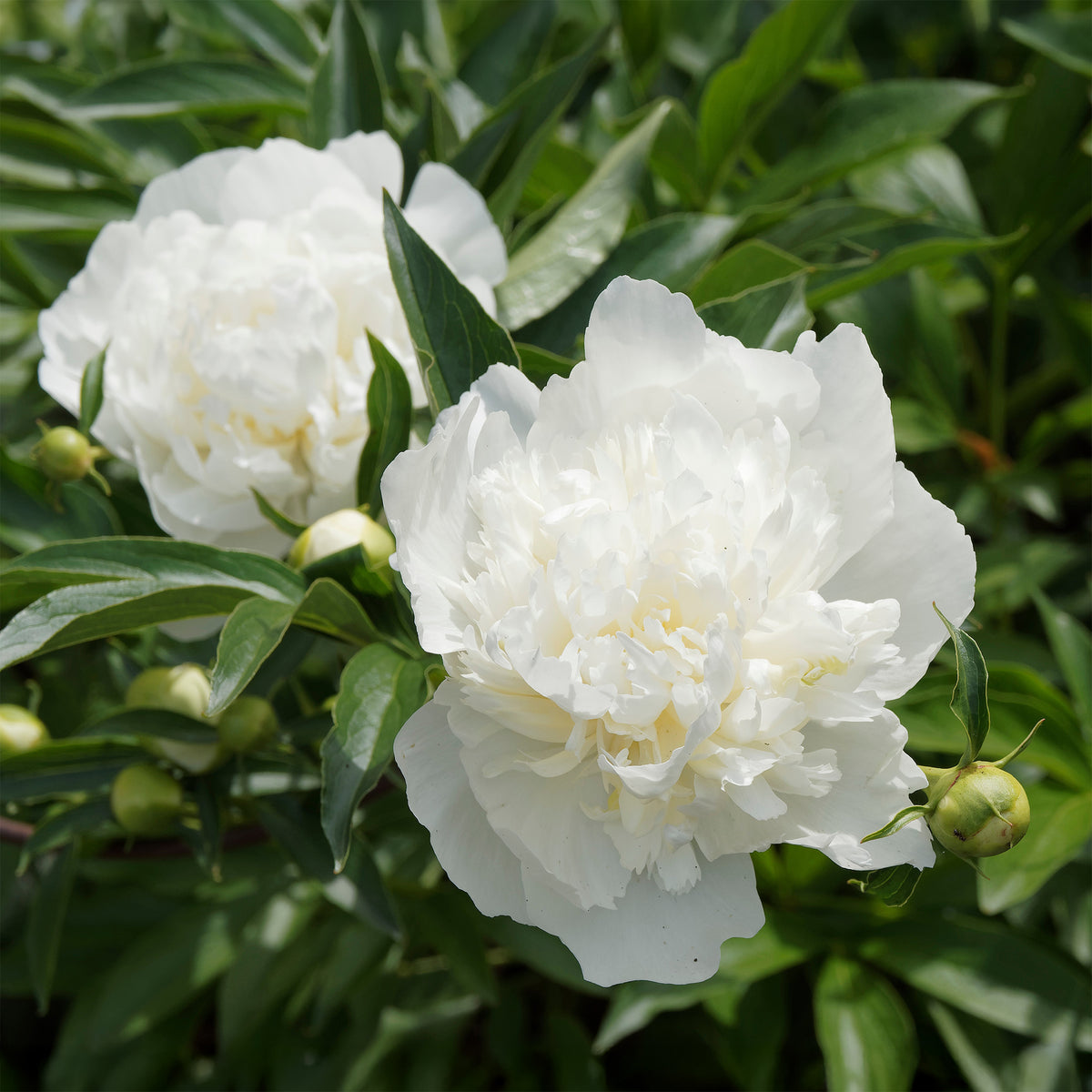 Pfingstrose ‘Duchesse de Nemours’ - Willemse