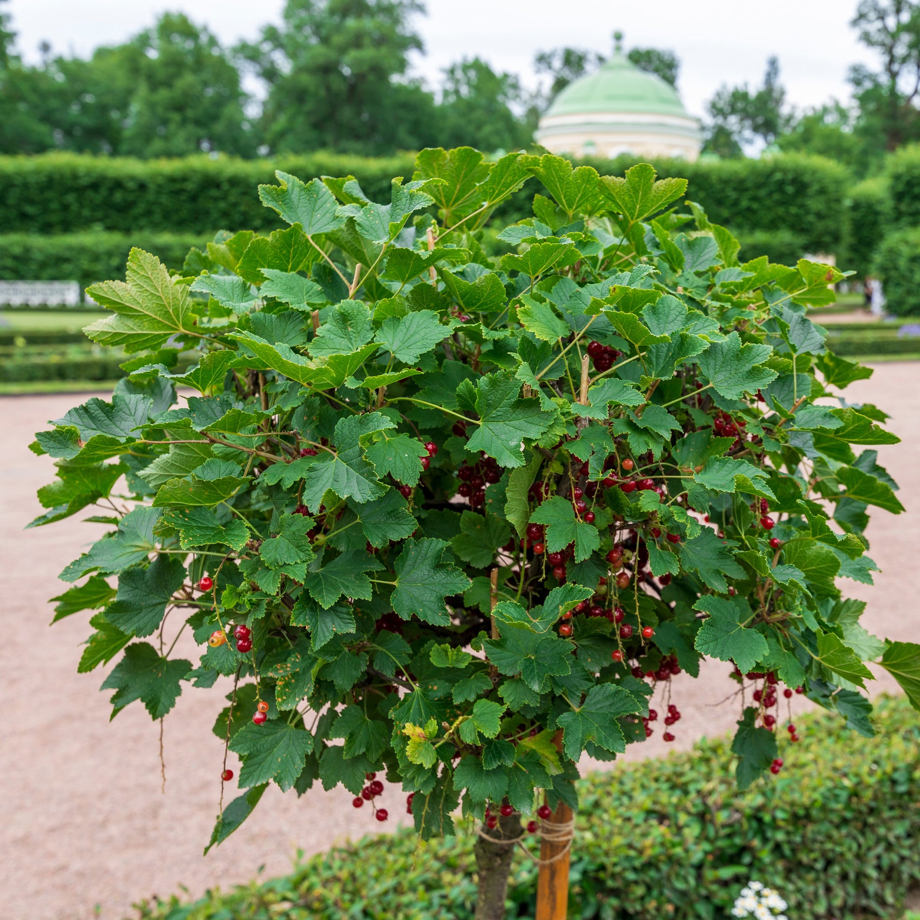 Rote Johannisbeere auf Stamm ‘Jonkheer van Tets’ - Willemse