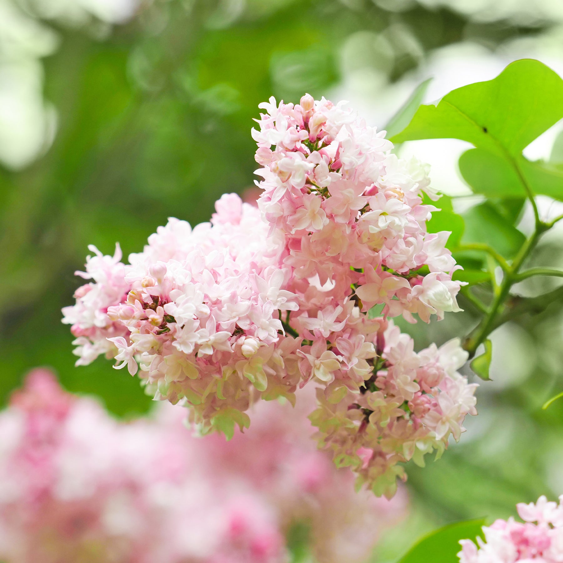Flieder ‘Beauty of Moscow’ gefüllt - Syringa vulgaris Beauty of Moscow - Willemse