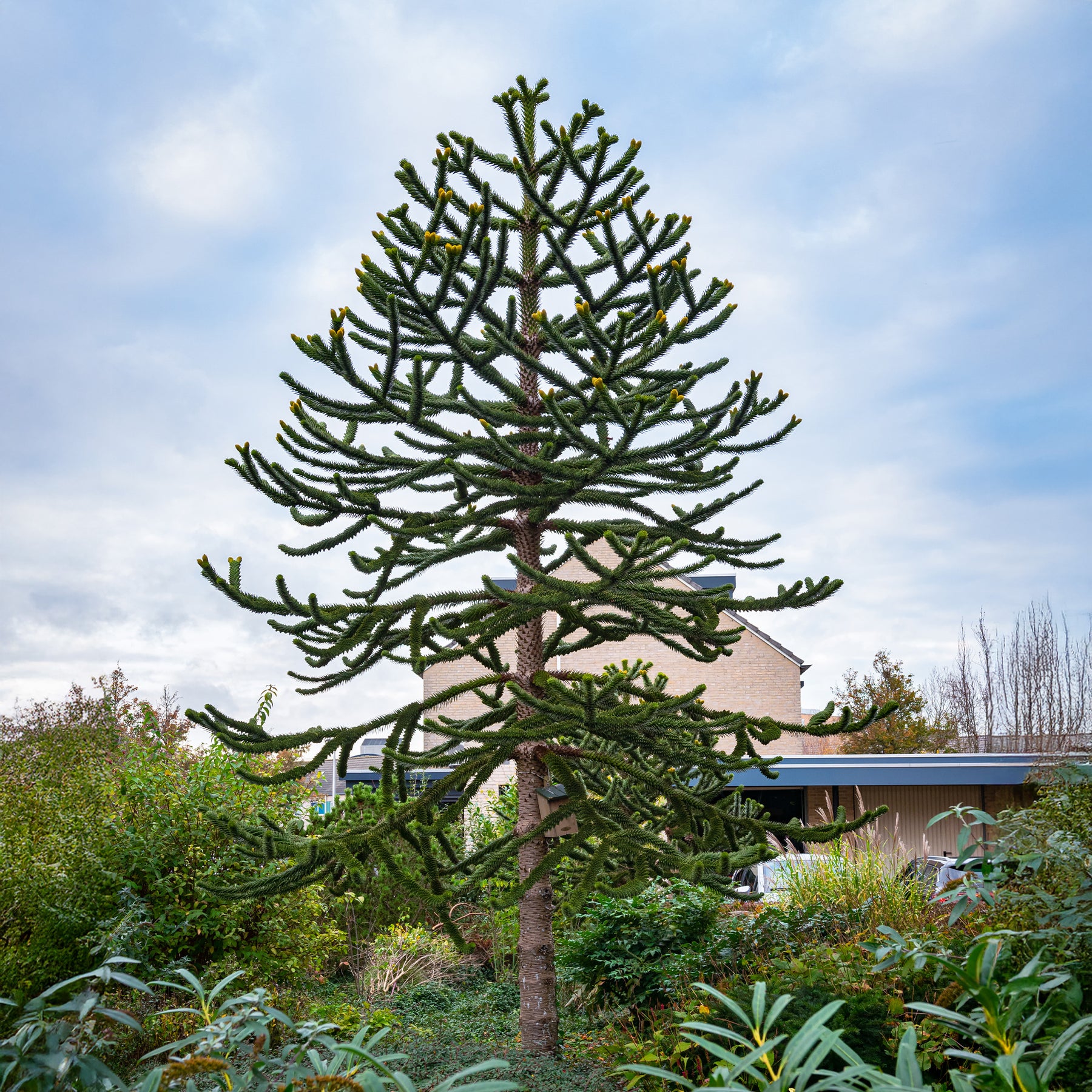 Affenbaum - Araucaria imbricata - Willemse