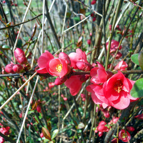 Japanische Quitte Cido - Chaenomeles japonica Cido - Willemse