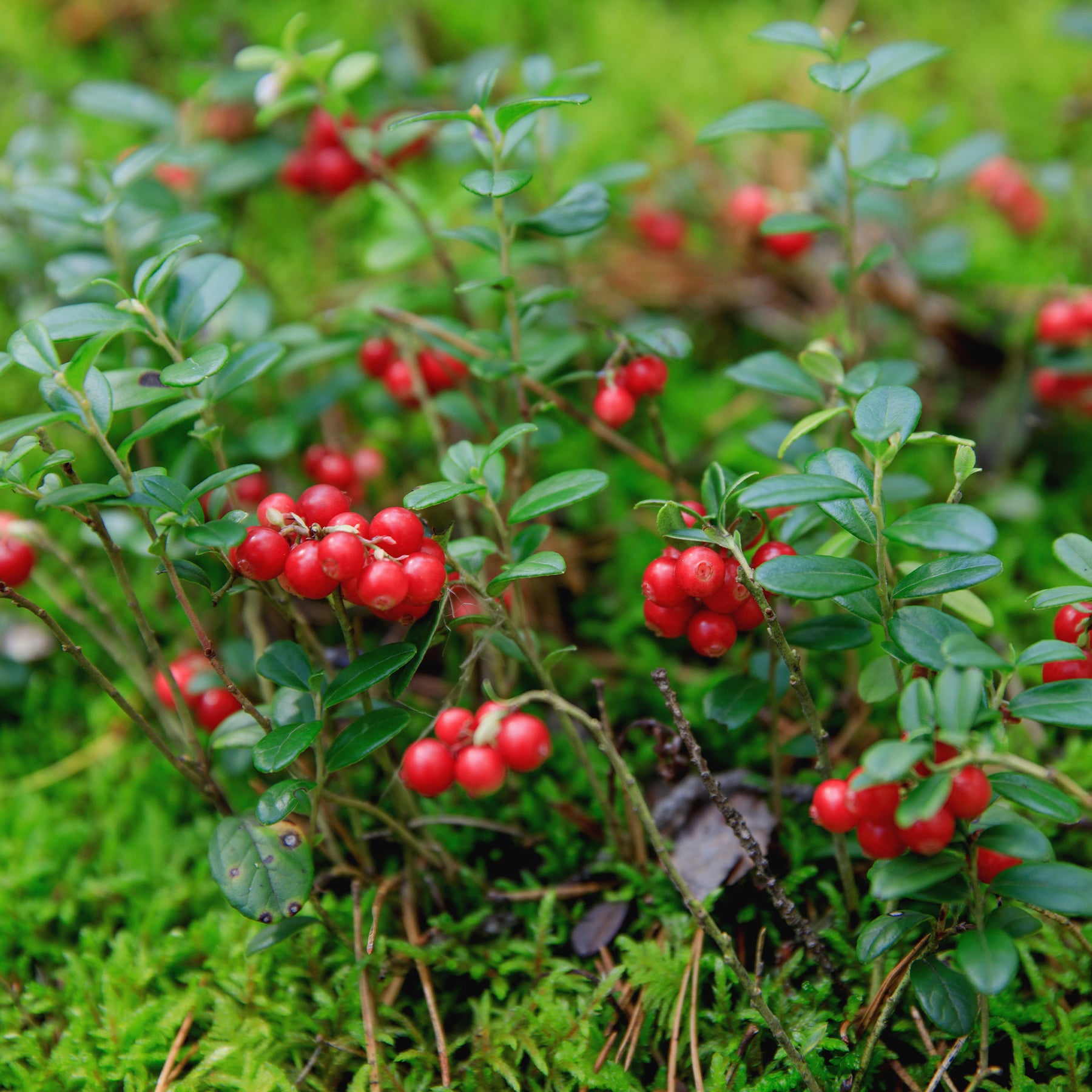 Preiselbeere Miss Cherry ® - Vaccinium vitis idaea miss cherry ® (meliro) - Willemse