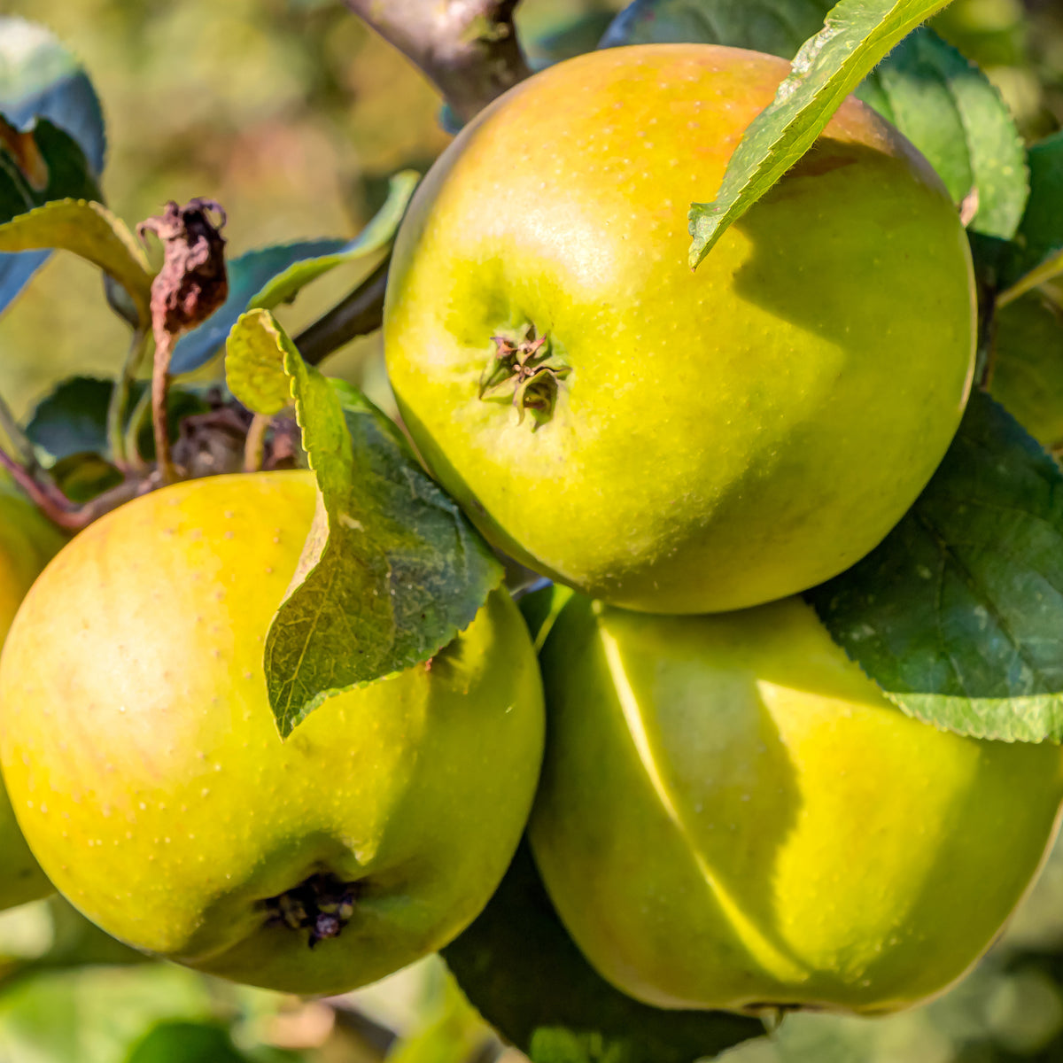 Apfelbaum ‘Golden Delicious’ - Willemse