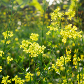 Weißer Senf - Sinapis alba - Willemse