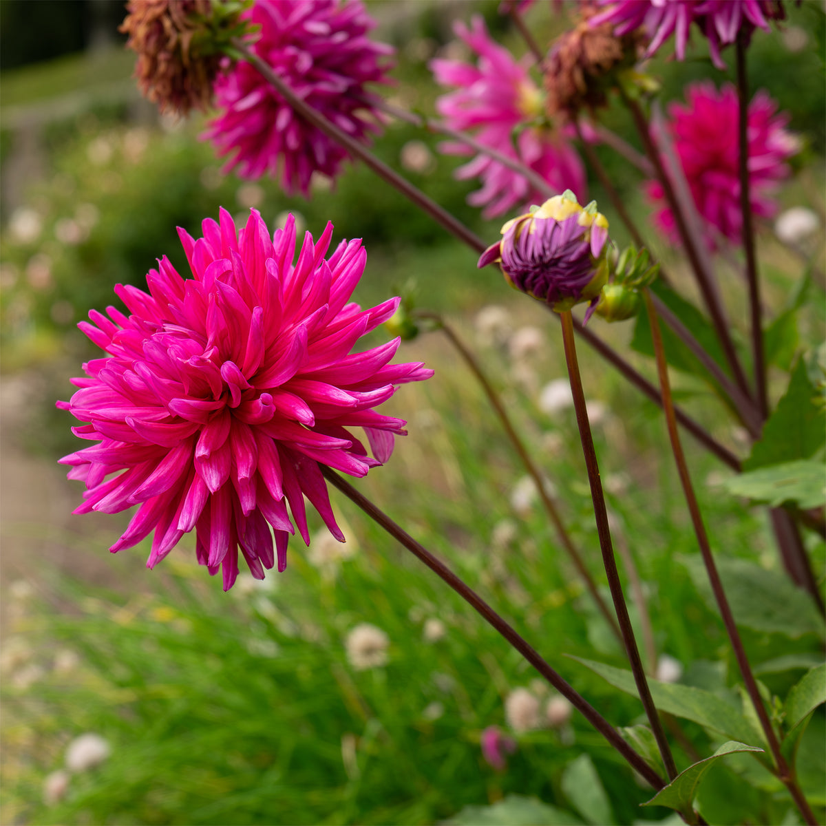 Dahlia Purple Gem - Dahlien Purple Gem (x3) - Dahlien-Zwiebeln