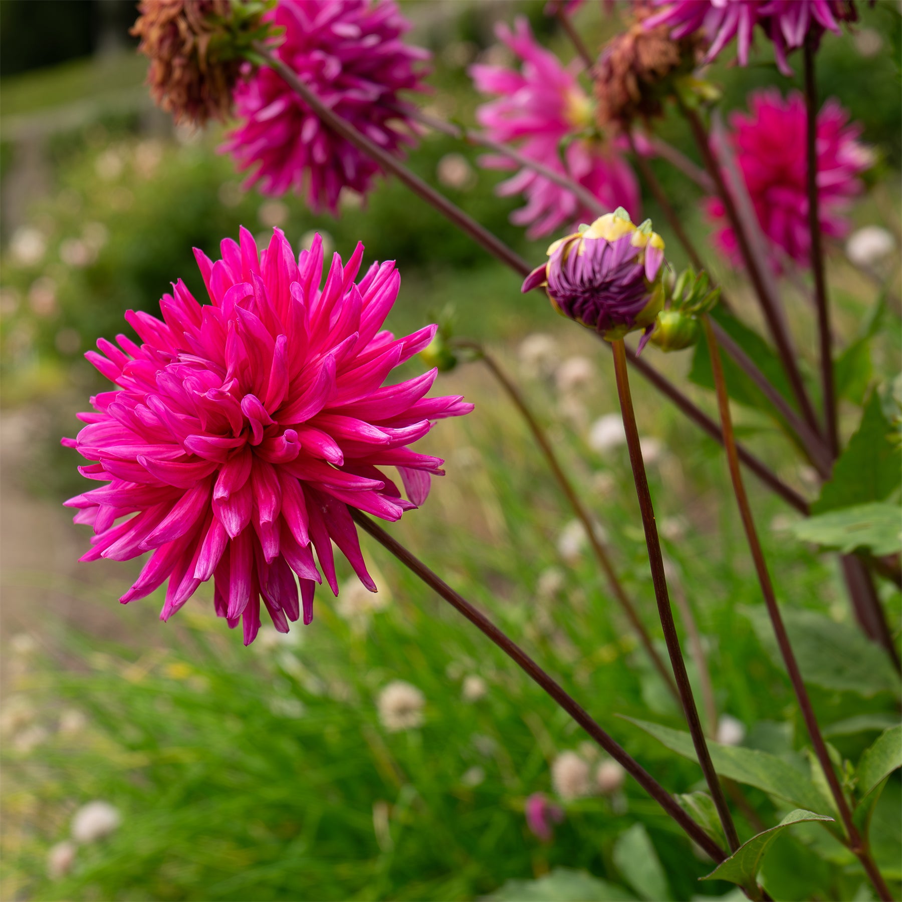 Dahlia Purple Gem - Dahlien Purple Gem (x3) - Dahlien-Zwiebeln
