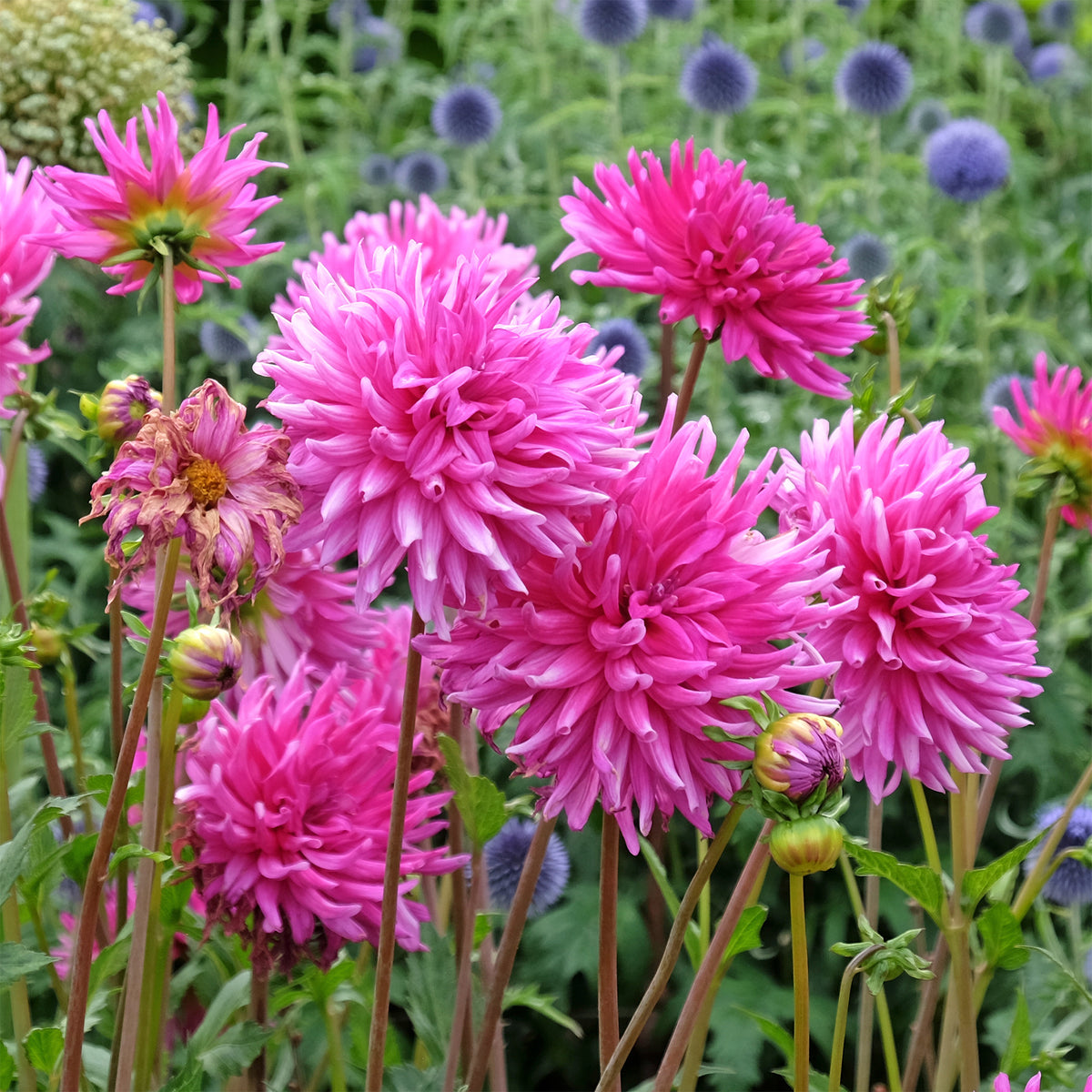 Dahlien Purple Gem (x3) - Willemse