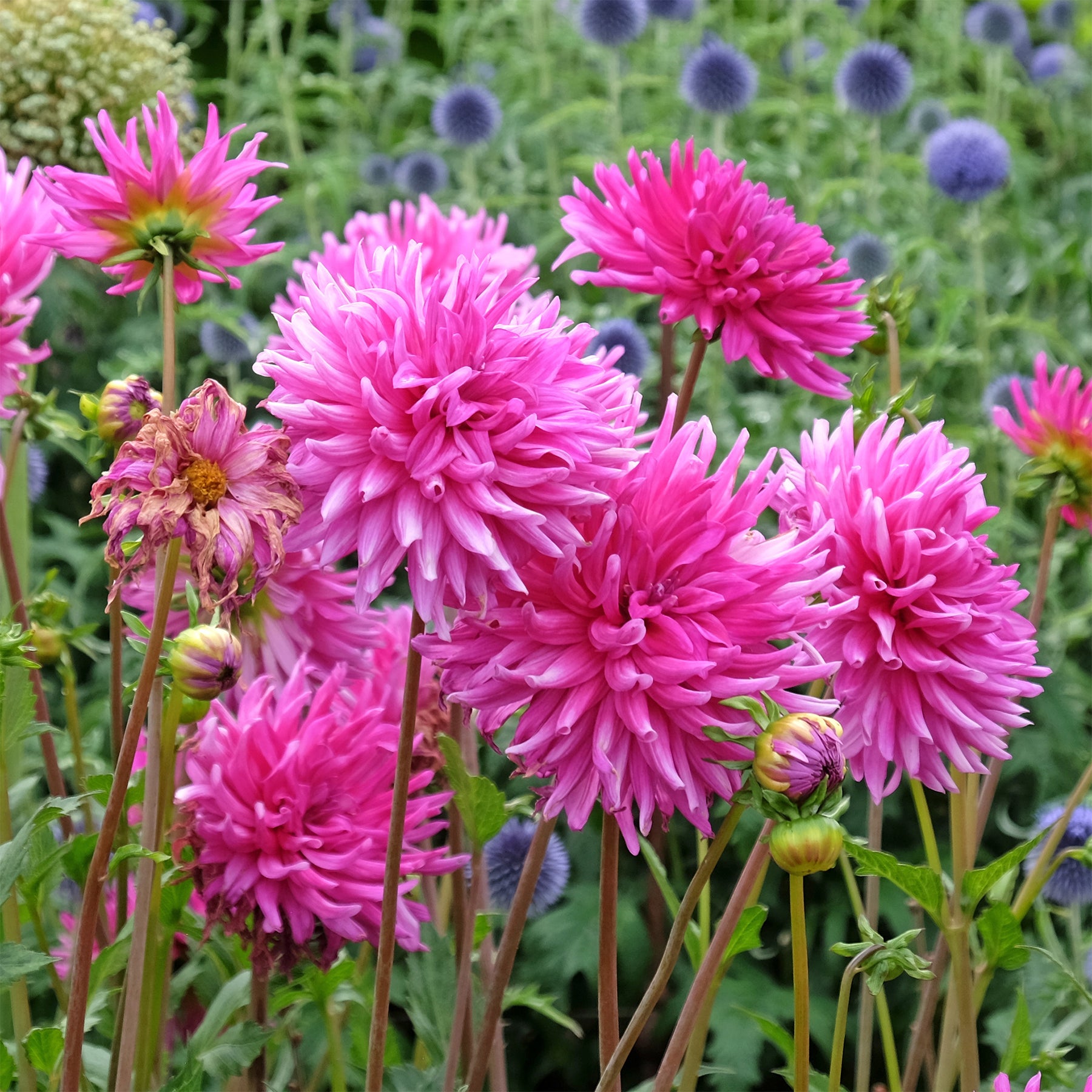 Dahlien Purple Gem (x3) - Willemse
