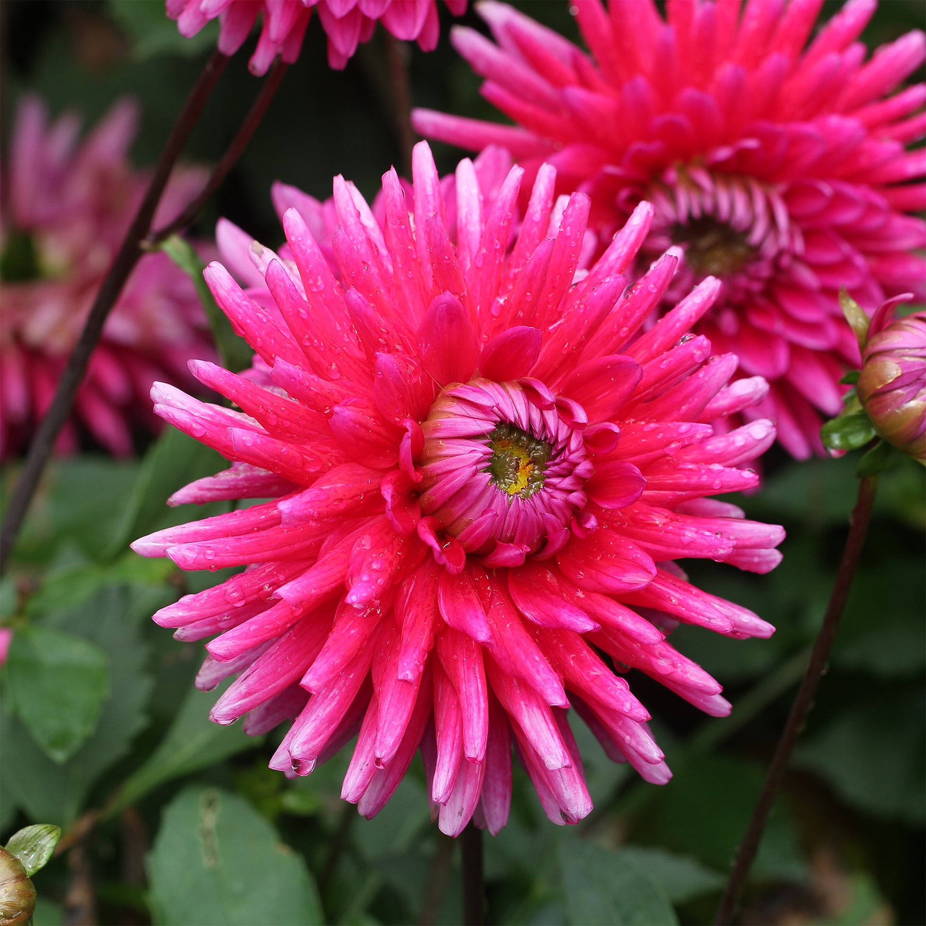 Dahlien Purple Gem (x3) - Dahlia Purple Gem - Willemse