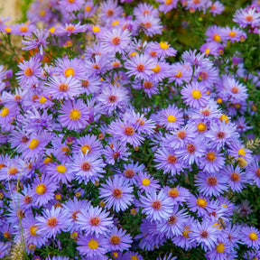Herbstastern ‘Wood’s Light Blue’ (x3) - Willemse