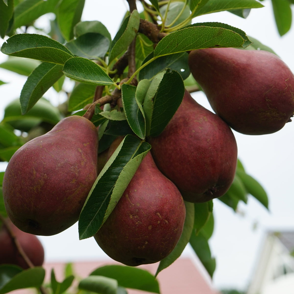 Birne ‘Williams Rot’ - Willemse