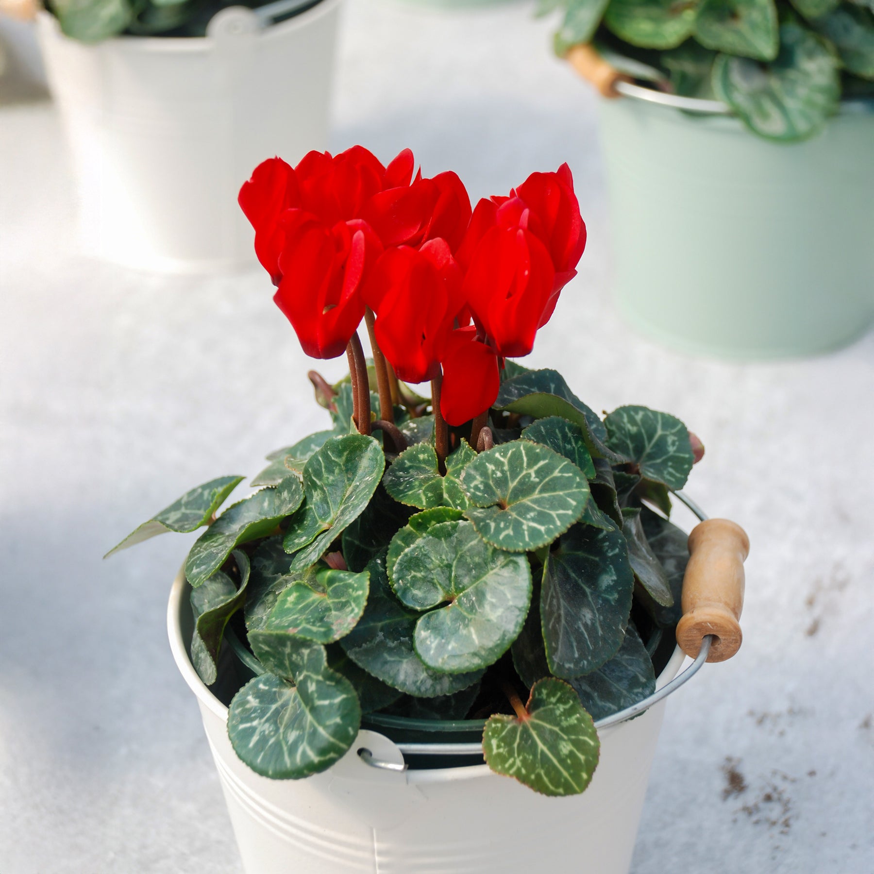 Rote Alpenveilchen (x3) - Cyclamen super série - Willemse