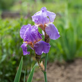 Iris germanica - Deutsche Schwertlilie - Deutsche Schwertlilie Lovely again (x3) - Iris germanica lovely again