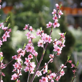 Prunus persica Suncrest - Minipfirsich Suncrest - Pfirsichbäume