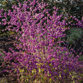 Liebesperlenstrauch Profusion - Callicarpa bodinieri Profusion - Willemse