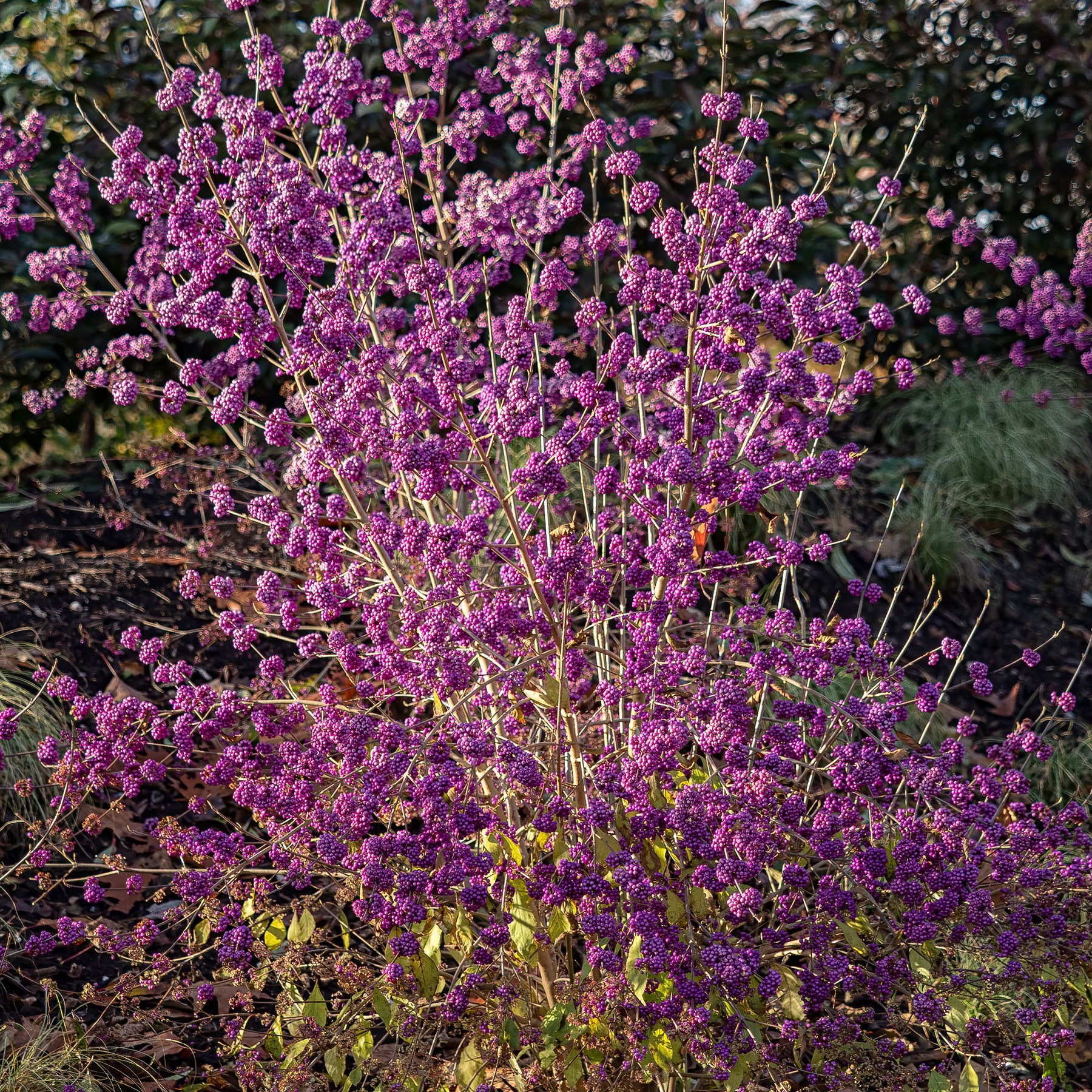 Liebesperlenstrauch Profusion - Callicarpa bodinieri Profusion - Willemse