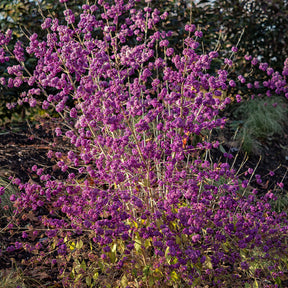 Liebesperlenstrauch Profusion - Callicarpa bodinieri Profusion - Willemse