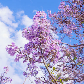 Verkauf Blauglockenbaum - Paulownia tomentosa