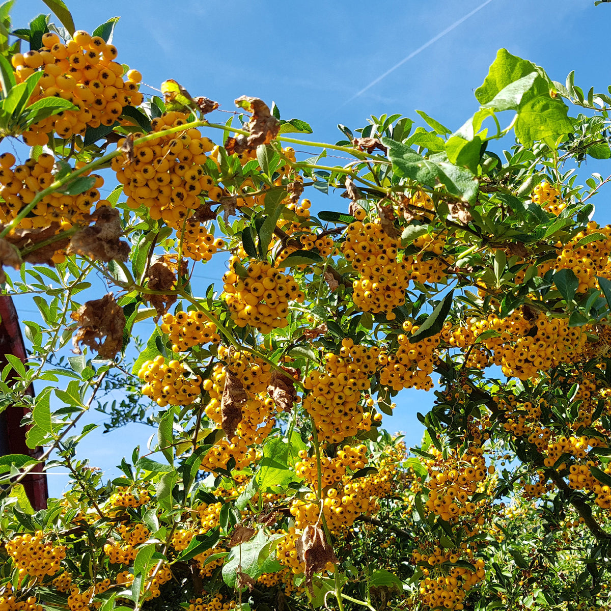 Gelber Feuerdorn (x3) - Pyracantha saphyr jaune - Willemse