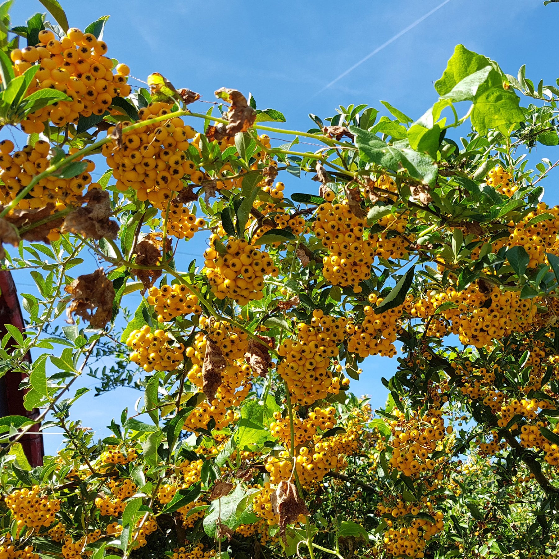 Gelber Feuerdorn (x3) - Pyracantha saphyr jaune - Willemse
