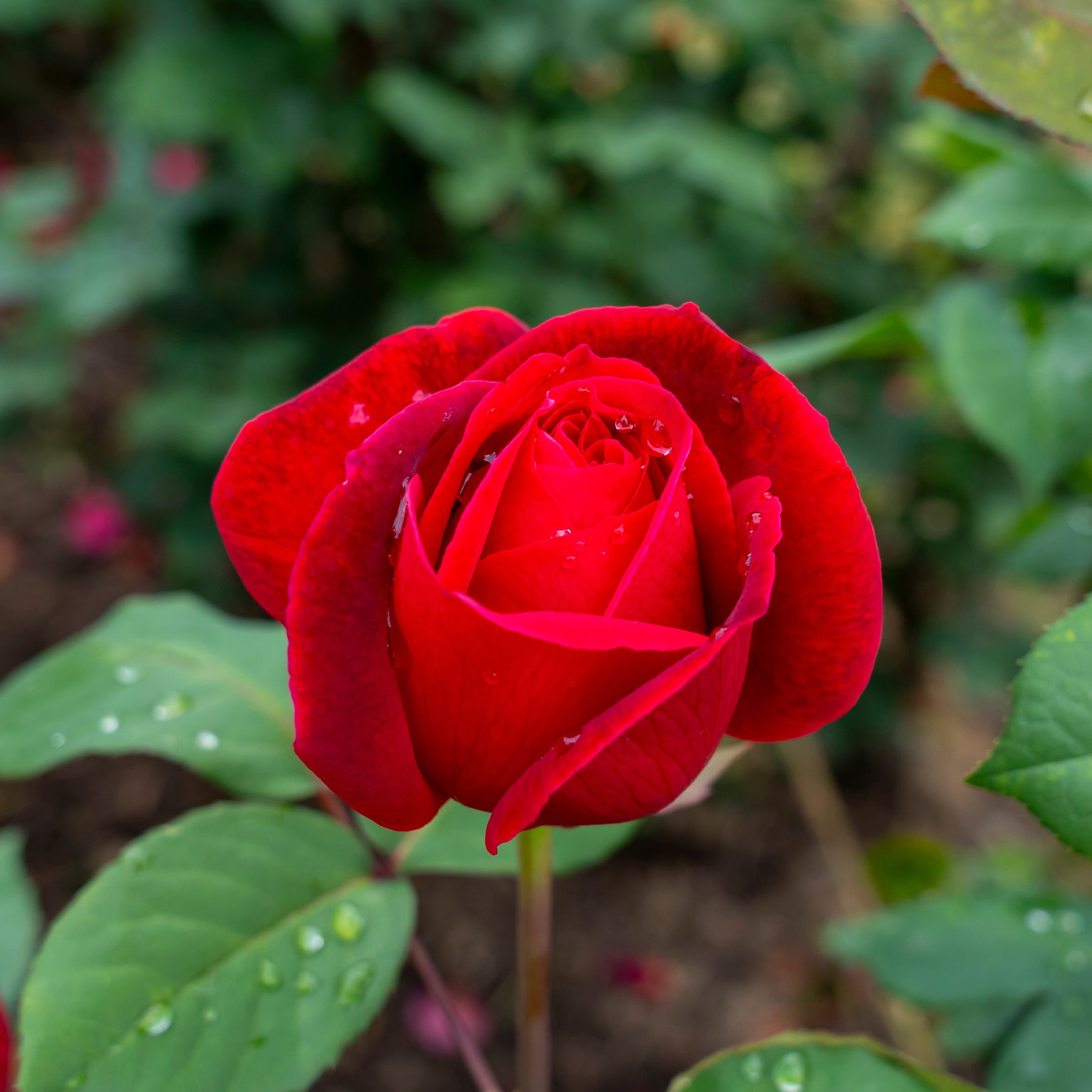 Strauchrose Mr. Lincoln - Rosa mr lincoln - Willemse