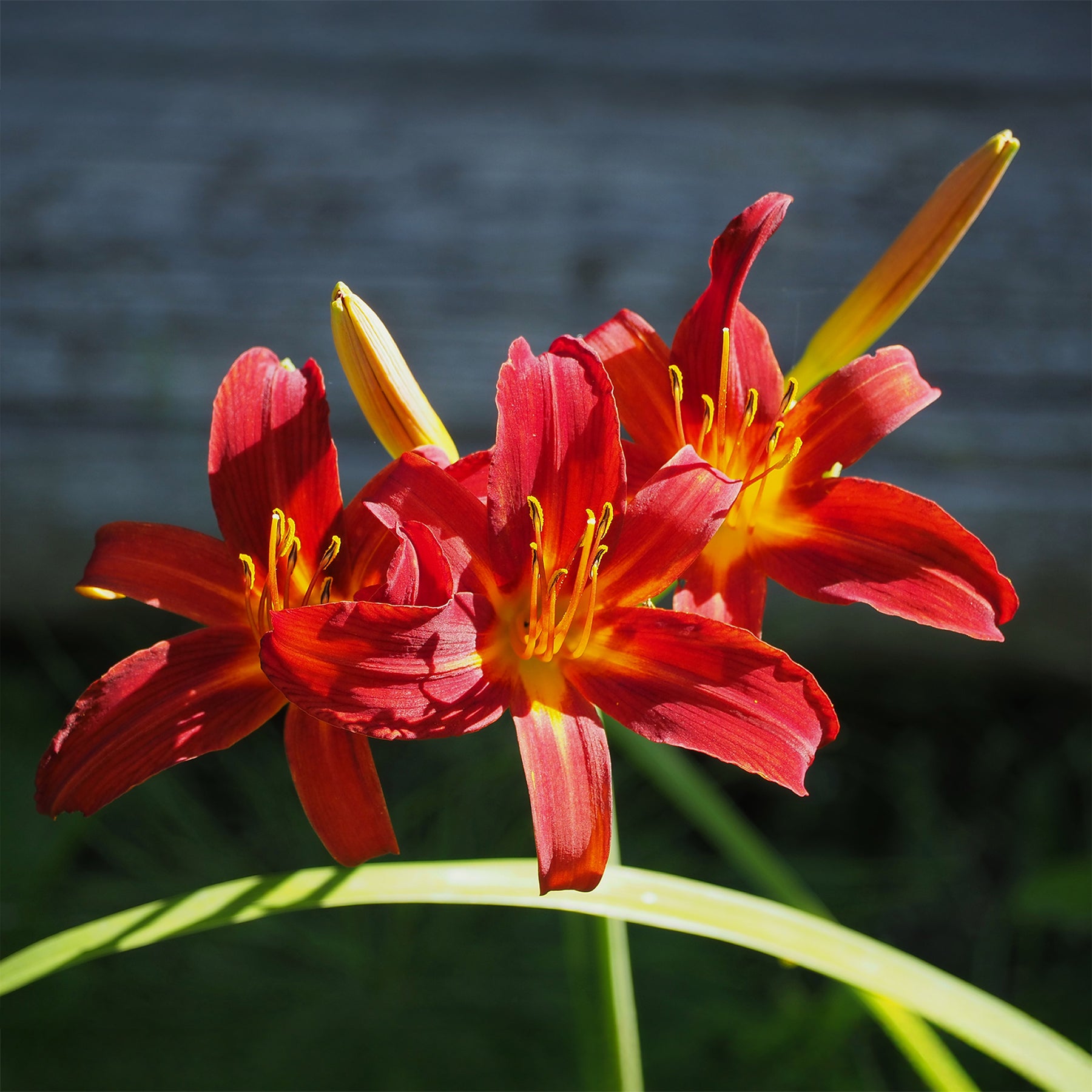 Hemerocallis Crimson Pirate - Taglilien ‘Crimson Pirate’ (x3) - Hemerocallis - Taglilie