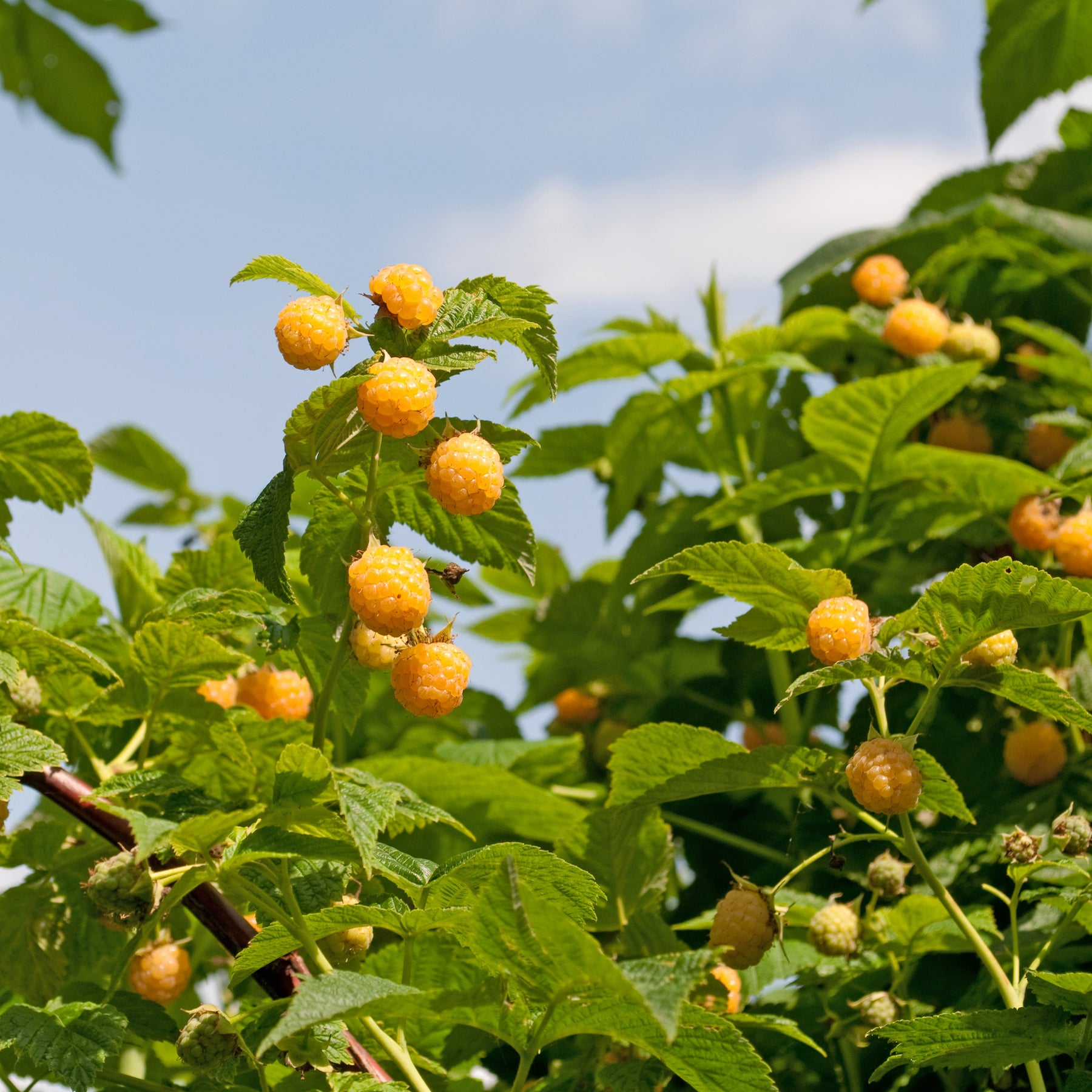 Himbeeren Fallgold - Willemse