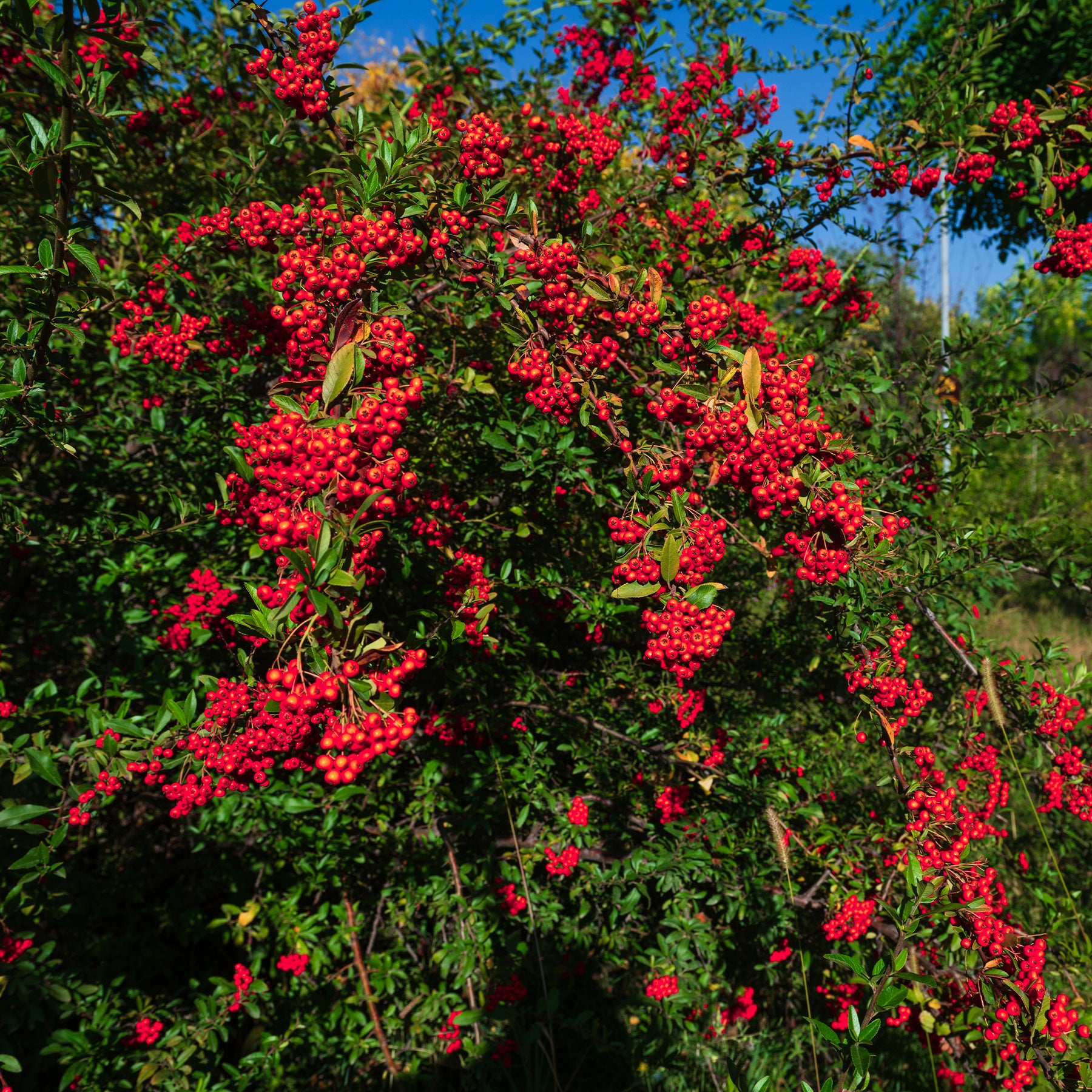 Roter Feuerdorn - Willemse
