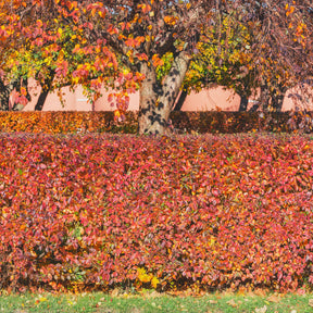 Sträucher - Hecken-Zwergmispel - Cotoneaster lucidus